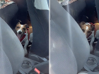 В столице спасли собаку: она задыхалась на жаре в запертом автомобиле