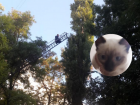 В Кишиневе спасатели сняли с дерева жалобно мяукающего котенка