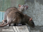 Огромные крысы на газонах Кишинева "обвинили" примэрию во лжи и попали на видео