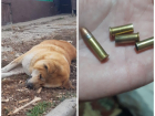 В Бэлэбэнештах по распоряжению примара застрелили собаку японской породы