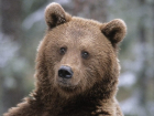 Тысячи кишиневцев напомнили об угнетении медведей в столичном зоопарке