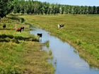 В Яловенском районе пересохла речка Ботна - жителям сел негде поить домашний скот