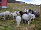 В Молдове есть вакансии пастухов