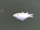 Массовый мор рыбы в озере парка Валя Морилор