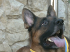 Собаку из Молдовы признали красивейшим псом в мире