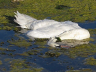 Невыносимая картина - мертвые лебеди и утки у берегов Днестра