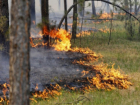В Молдове скоро могут сгореть все леса, а Красная книга страны изрядно пополнится исчезнувшими видами растений