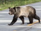 Раненый обозленный медведь спрятался в горах у популярного курорта