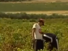 Рабами на итальянской ферме оказались 35 мужчин и женщин из Румынии