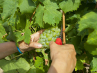В агрохозяйствах началась весенняя обрезка виноградной лозы