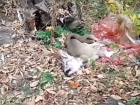 Жуткую расправу с молодой косулей в парке сняли на видео