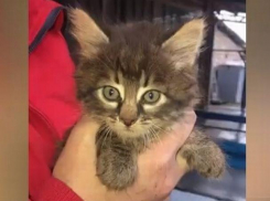 В Бельцах маленького котёнка спасали всем двором в течение четырёх дней