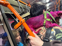 В Кишиневе заметили попрошайку с розовой собакой