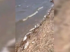 В Данченском водохранилище - массовый мор рыбы