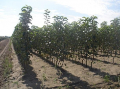 5,5 млн саженцев подготовила Moldsilva к осенней посадке