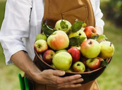 Незаконным яблочным бизнесом и отмыванием денег занималась преступная группировка в Кишиневе