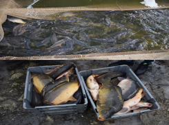 Четыре тонны сомнительной рыбы из Украины уничтожили силовики Молдовы