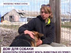Кишинёвские волонтёры призывают забирать животных из приютов, а не покупать их
