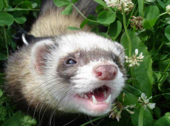 Бешеный хорек укусил семилетнего мальчика в Хынчештах 