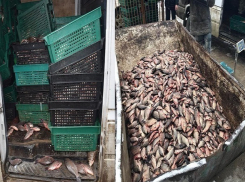 Опасных карасей-нелегалов из Украины обнаружила полиция на Центральном рынке