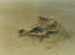 Труп женщины в ужасном состоянии обнаружили на берегу водоема в Кишиневе