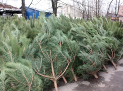 Власти рассказали, куда девать старые елки