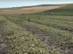 Уничтоженные сильным градом сады и поля в Гагаузии попали на видео