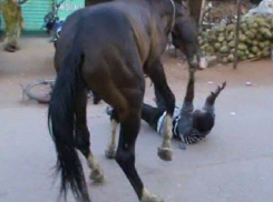 Мстительный конь жестоко покусал и избил своего хозяина-румына