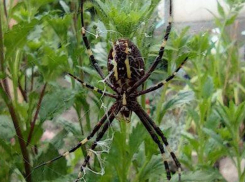 В Приднестровье появились паук Аргиопа Брюнниха или паук-оса