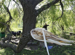 Президент будет способствовать восстановлению разрушенного стихией Ботанического сада 