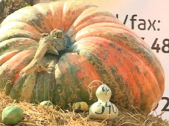 Тыквой-рекодсменкой испугал фермер людей на фестивале в Лозова