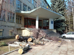 Скандал в Кишиневе: Вырубают парк на Академической ради строительства