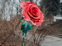 Распустившаяся роза размером больше человеческой головы удивила прохожих в столичном парке 