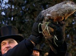 Главный сурок Украины, ставший заложником, предсказал раннюю весну