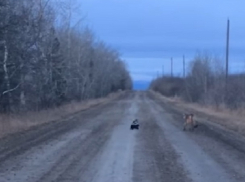 Скунса, прогнавшего горного льва с дороги, показали на видео