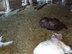 Волки зарезали стадо коз в Чимишлии: испугавшиеся жители заперли детей в домах