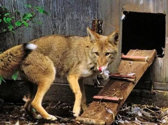 «Очень страшно»: лисы и шакалы затерроризировали жителей Штефан-Водского района