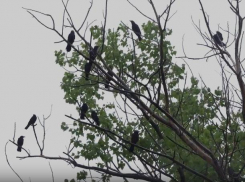 В Глодянском районе вороны опустошают сады и огороды