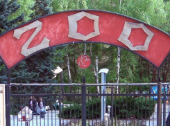 Годовалый ребенок получил тяжелейшие травмы у клетки с медведем в зоопарке Кишинева