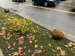 К массовой высадке деревьев в центре Кишинева приступили власти 