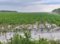 Сорокский район пострадал от ливней почти на 13 миллионов леев