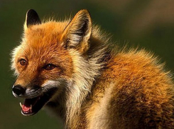 Бешеных лису и собаку обнаружили в двух районах Молдовы