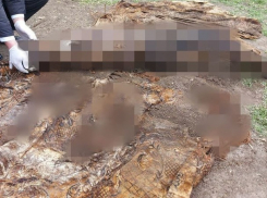 Сын с мамой убили мужчину и закопали труп во дворе