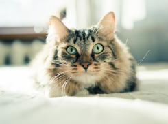 В Бендерах ссора из-за кота закончилась заявлением в милицию