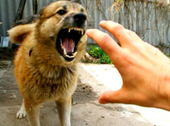 Собака в Комрате оторвала губу ребенка и сильно его искусала 