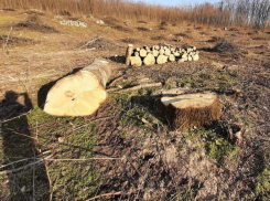 В Скоренах сокрушаются по нещадно вырубаемому лесу