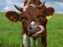 Продажей рогатого скота занялся ликвидируемый Banca de Economii 