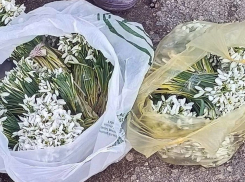 Полиция накрыла в Оргееве нелегальную перевозку подснежников на 20,4 тыс. леев