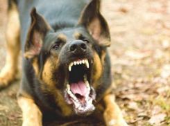 Хозяйку собаки, напугавшей ребенка на прогулке в Хынчештах, наказали