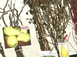 Молдавские саженцы деревьев и черенки винограда запретили в России